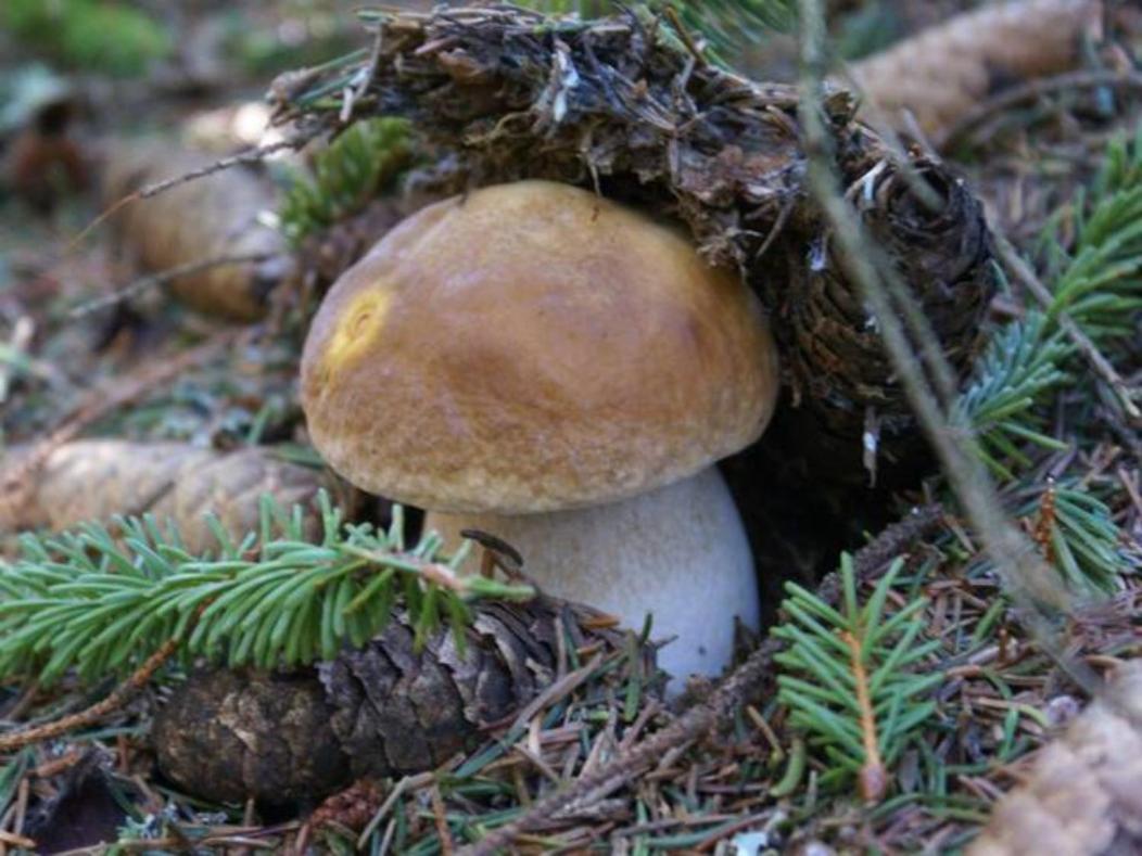 Saint-Alban-sur-LimagnoleLozere Aubrac Margeride Promo公寓 外观 照片